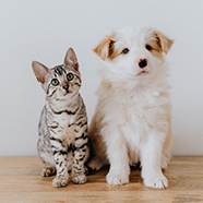 Assurance-pour-les-animaux-à-la-Réunion Assurance pour les animaux à la Réunion